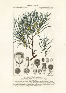 Árbol Gyrostemon ramulosus de Stanghi Stanghi