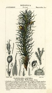 Musgo manzano de Haller, Bartramia halleriana