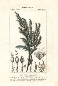 Musgo Hedwigia aquatica