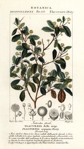 Ciruela de la India, Flacourtia indica de Stanghi Stanghi