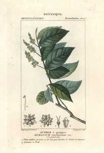 Palo de hierro, Homalium racemosum de Stanghi Stanghi