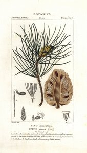 Pino piñonero italiano, Pinus pinea de Stanghi Stanghi