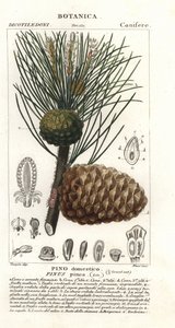 Pino piñonero italiano, Pinus pinea, Pino doméstico de Stanghi Stanghi