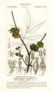 Pimienta de Japón, Chimonanthus praecox de Stanghi Stanghi