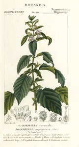 Josephinia imperatricis de Stanghi Stanghi