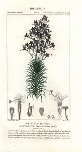 Planta de hoja de alerce o de árbol, Stylidium laricifolium de Stanghi Stanghi