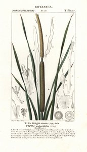 Enea menor, Typha angustifolia