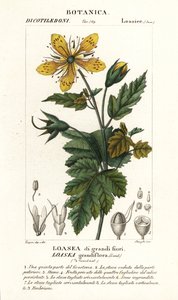 Loasea grandiflora de Stanghi Stanghi