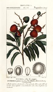 Fruta del lichi, Litchi chinensis de Stanghi Stanghi