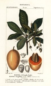 Árbol Mahuwa, Madhuca longifolia