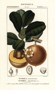 Manzana Mammee, Mammea americana de Stanghi Stanghi