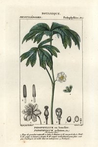 Mayapple, Podophyllum peltatum de Stanghi Stanghi