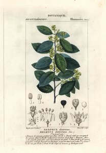 Espino cerval mediterráneo, Rhamnus alaternus de Stanghi Stanghi