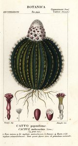 Cactus melón, Melocactus caroli-linnaei de Stanghi Stanghi