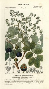 Turpinia occidentalis, madera de cordero