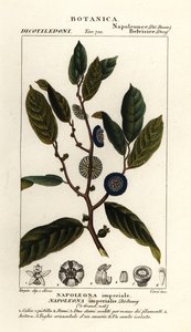 Napoleonaea imperialis de Stanghi Stanghi