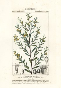 Olax stricta