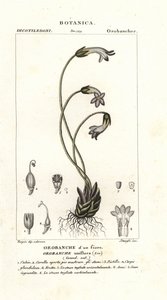Escoba de una flor, Orobanche uniflora