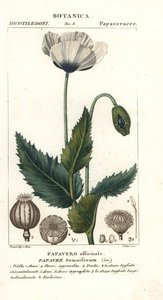 Adormidera, Papaver somniferum, Papavero officinale