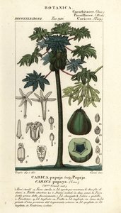 Árbol y fruto de la papaya, Carica papaya de Stanghi Stanghi