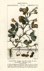 Cacahuete o maní, Arachis hypogaea de Stanghi Stanghi