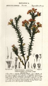 Brezo rosado del pantano, Sprengelia incarnata
