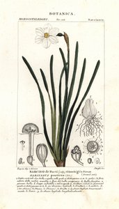 Narciso de poeta, Narcissus poeticus de Stanghi Stanghi