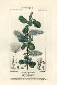 Sauce de la India, Salix caprea de Stanghi Stanghi
