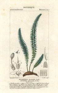 Musgo de la pluma o falso helecho, Cyathophorum bulbosum de Stanghi Stanghi