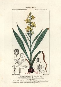 Raíz roja, Wachendorfia thyrsiflora de Stanghi Stanghi