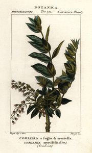 Árbol de Redoul, Coriaria myrtifolia