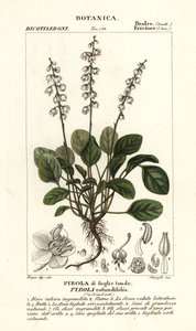 Gaulteria de hoja redonda, Pyrola rotundifolia de Stanghi Stanghi