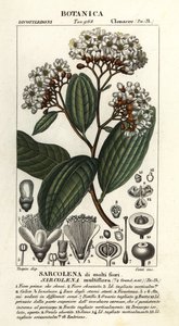 Sarcolaena multiflora de Stanghi Stanghi