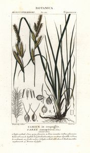 Junco, Carex caespitosa de Stanghi Stanghi