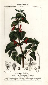 Salvia de hojas brillantes, Salvia formosa de Stanghi Stanghi