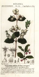 Snowberry, Symphoria racemosa de Stanghi Stanghi
