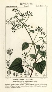 Spananthe paniculata Hydrocotyle spananthe, Idrocotile spanante de Stanghi Stanghi