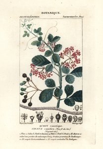 Cissus obovata, árbol de hoja de cuchara de Stanghi Stanghi