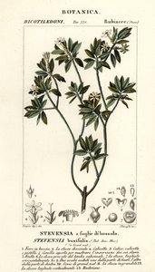 Stevensia buxifolia de Stanghi Stanghi