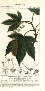 Arce sicómoro o arce planetario, Acer pseudoplatanus