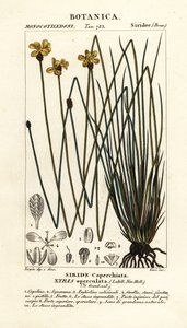 Ojo amarillo alto, Xyris operculata