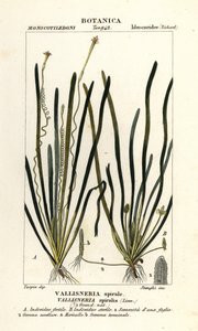 Hierba cinta o hierba anguila, Vallisneria spiralis