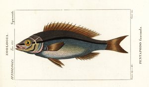 Sargo, Pentapodus fasciuola de Stanghi Stanghi