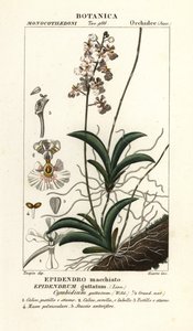 Orquídea Tolumnia guttata de Stanghi Stanghi