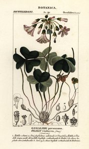 Acedera violeta, Oxalis violacea de Stanghi Stanghi
