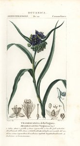 Araña de Virginia, Tradescantia virginiana de Stanghi Stanghi