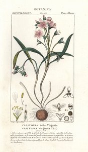 Springbeauty de Virginia, Claytonia virginica de Stanghi Stanghi
