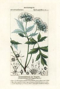 Hoja de agua de Virginia, Hydrophyllum virginianum de Stanghi Stanghi