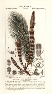 Cola de caballo de agua, Equisetum fluviatile