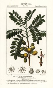 Ciruela amarilla, Spondias monbin de Stanghi Stanghi